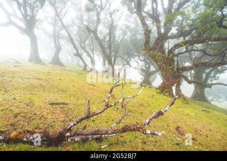 Arbres sous la brume dans la forêt de Fanal sur le plateau de Paul da Serra, Madère, Portugal Banque D'Images