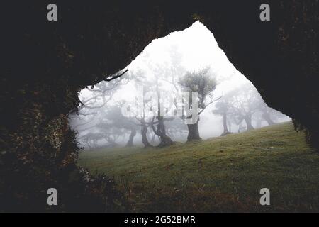 Brouillard sur les vieux arbres de la baie dans la forêt Laurissilva de Fanal, île de Madère, Portugal Banque D'Images