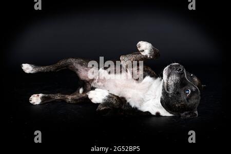 staffordshire bull terrier devant un fond noir Banque D'Images