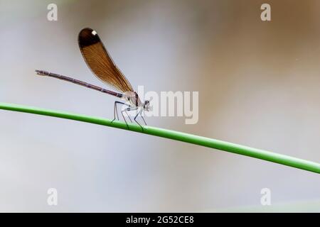 Calopteryx hémorroïdalis demoiselle de cuivre ou Demoiselle méditerranéenne perchée de près Banque D'Images