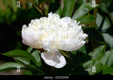 Paeonia lactiflora immaculee herbacée pivoine parfumée blanche bol en forme de fleurs Banque D'Images