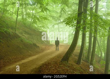 Forêt de hêtres sur le versant nord des Agudes, près de Sant Marçal de Montseny, lors d'une journée de printemps brumeux (Montseny, Catalogne, Espagne) Banque D'Images