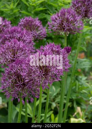 Un groupe de têtes de fleurs sphériques violettes de l'Allium Purple Rain Banque D'Images