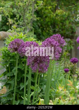 Un groupe de têtes de fleurs sphériques violettes de l'Allium Purple Rain Banque D'Images