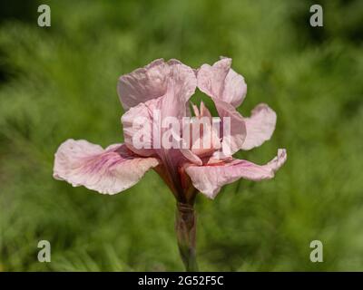 Un gros plan d'une fleur de la rose Iris framboise Blush Banque D'Images