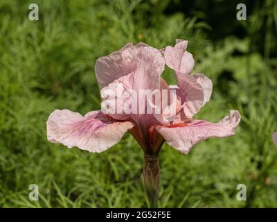 Un gros plan d'une fleur de la rose Iris framboise Blush Banque D'Images