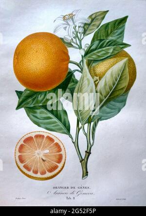 Oranger de Genes par Pierre Antoine Poiteau. Imprimé de fruits vintage montrant des fruits, des feuilles et des fleurs avec coupe transversale de fruits. Entre 1818 et 1822. Banque D'Images