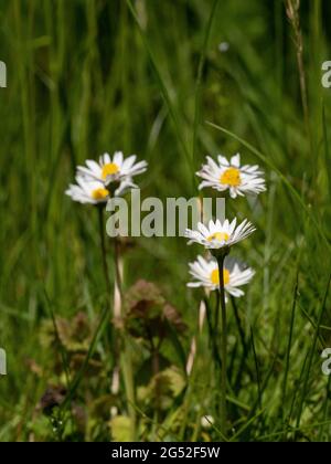 Un groupe de fleurs blanches et jaunes de la commune pelouse Marguerite Bellis perennis Banque D'Images