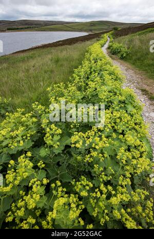 Alchemilla vulgaris (manteau de dame) réservoir Grimwith North Yorkshire Banque D'Images
