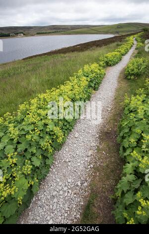 Alchemilla vulgaris (manteau de dame) réservoir Grimwith North Yorkshire Banque D'Images