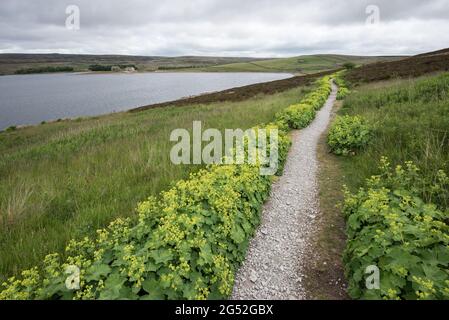 Alchemilla vulgaris (manteau de dame) réservoir Grimwith North Yorkshire Banque D'Images
