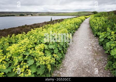 Alchemilla vulgaris (manteau de dame) réservoir Grimwith North Yorkshire Banque D'Images
