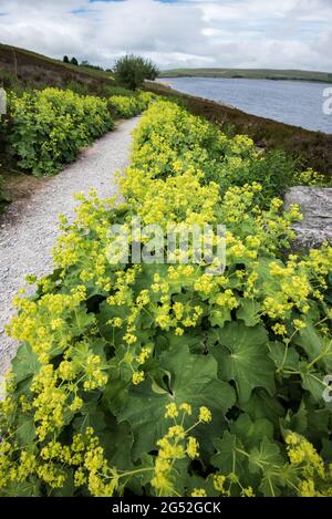 Alchemilla vulgaris (manteau de dame) réservoir Grimwith North Yorkshire Banque D'Images