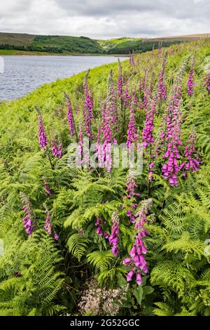 Digitalis purpurea (foxglove) à Grimwith Reservoir North Yorkshire Banque D'Images