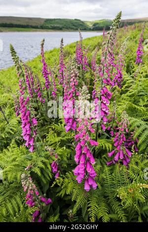 Digitalis purpurea (foxglove) à Grimwith Reservoir North Yorkshire Banque D'Images