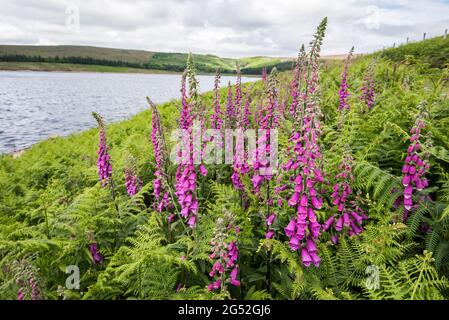 Digitalis purpurea (foxglove) à Grimwith Reservoir North Yorkshire Banque D'Images