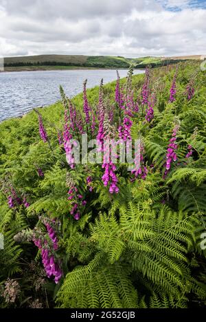 Digitalis purpurea (foxglove) à Grimwith Reservoir North Yorkshire Banque D'Images