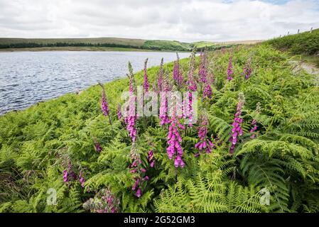 Digitalis purpurea (foxglove) à Grimwith Reservoir North Yorkshire Banque D'Images