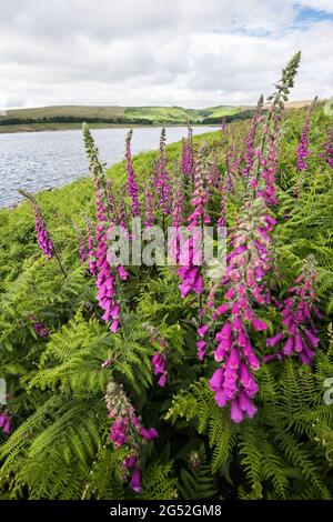 Digitalis purpurea (foxglove) à Grimwith Reservoir North Yorkshire Banque D'Images