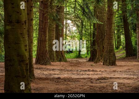 Forêt arboretum de Masjoan à Espinelves, près de Montseny (Osona, Catalogne, Espagne) ESP: Bosque del Arborétum de Masjoan en Espinelves, cerca del Montseny Banque D'Images