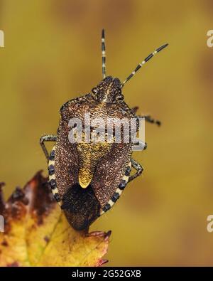 Insecte de protection poilue (Dolycoris baccarum) perché sur la feuille. Tipperary, Irlande Banque D'Images