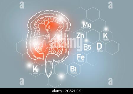 Éléments nutritifs essentiels pour la santé de l'intestin, y compris Kalium, Ferrum, magnésium, vitamine D. ensemble de conception des principaux organes humains avec des vitamines Banque D'Images