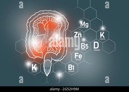 Éléments nutritifs essentiels pour la santé de l'intestin, y compris Kalium, Ferrum, magnésium, vitamine D. ensemble de conception des principaux organes humains avec des vitamines Banque D'Images