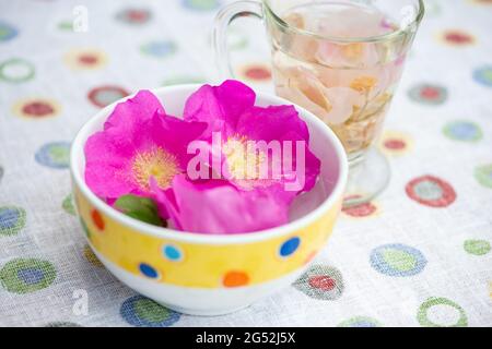La rose de rugosa (Rosa rugosa, rose japonaise) fleurit dans le bol et le thé à base de plantes. Banque D'Images