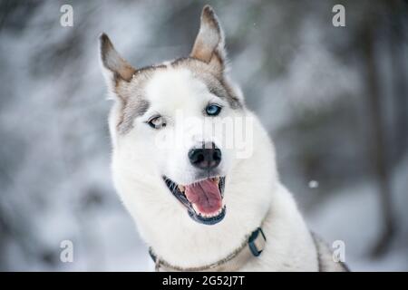 Bonne fillette Husky sibérienne avec un oeil bleu et brun dans la neige.// Joyeux Husky sibérien Hündin mit einem blauen und einem braunen Auge im Schnee. Banque D'Images