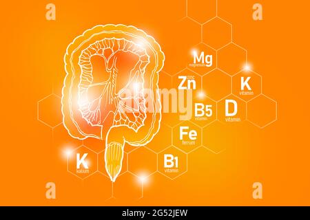 Éléments nutritifs essentiels pour la santé de l'intestin, y compris Kalium, Ferrum, magnésium, vitamine D. ensemble de conception des principaux organes humains avec des vitamines Banque D'Images