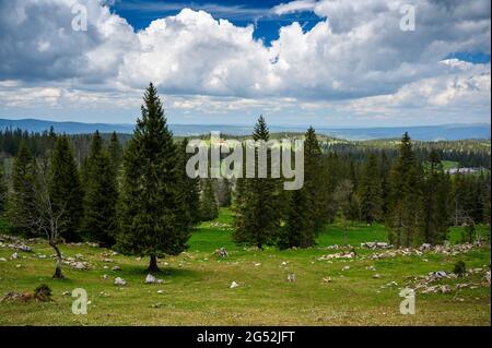 Paysage typique du jura suisse avec fleurs sauvages et forêt près du Mont Tendre Banque D'Images