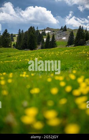 Paysage typique du jura suisse avec un pré et une forêt près du Mont Tendre Banque D'Images