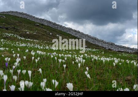 Un mur en pierre sèche typique près du Mont Tendre dans le Jura Vaudoise avec des crocuses Banque D'Images