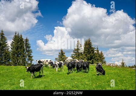 vaches suisses sur un luxuriant pré vert dans le jura Banque D'Images