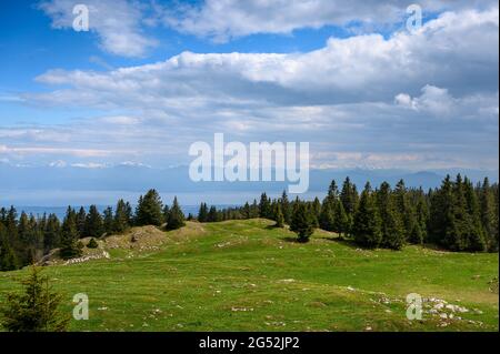 Paysage typique du jura suisse avec un pré et une forêt près du Mont Tendre Banque D'Images