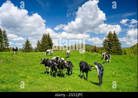 une jeune fille de randonneurs accepte des vaches suisses sur un luxuriant pré vert dans le jura Banque D'Images