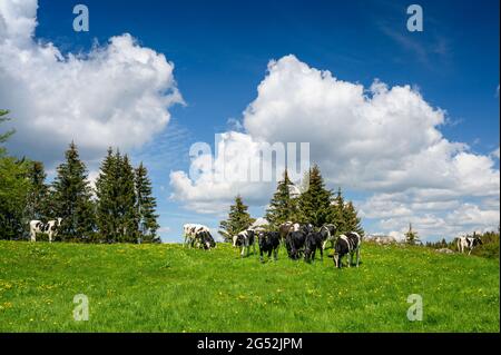 vaches suisses sur un luxuriant pré vert dans le jura Banque D'Images