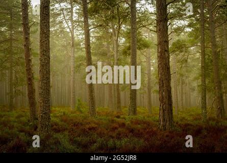 Tôt le matin dans la forêt Abernethy Banque D'Images