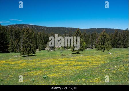 paysage typique du jura suisse avec fleurs sauvages et forêt Banque D'Images