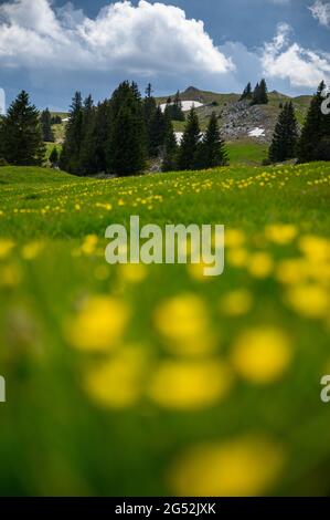 Paysage typique du jura suisse avec un pré et une forêt près du Mont Tendre Banque D'Images