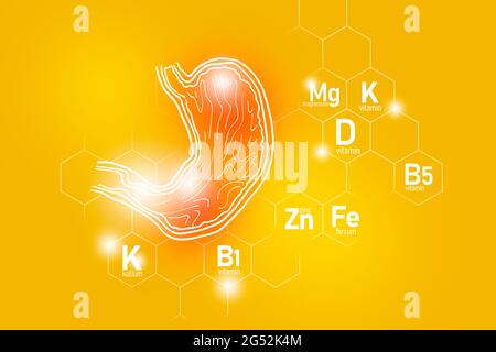 Nutriments essentiels pour la santé de l'estomac, y compris le zinc, le Kalium, la vitamine B5, le Ferrum. Ensemble de conception des principaux organes humains avec des vitamines Banque D'Images
