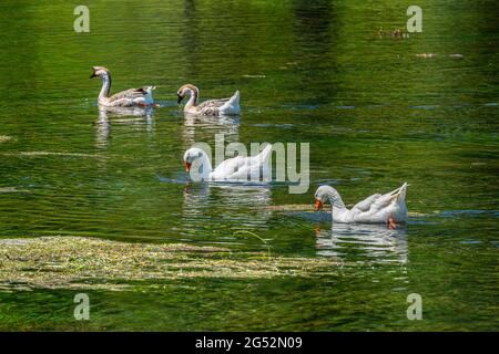 Paire d'oies de cygne et d'oies domestiques tout en se nourrissant d'algues dans un étang. Sources de la Volturno, Rocchetta al Volturno, Isernia, Molise, Italie, Europe Banque D'Images