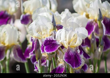 Audacieuse déception violet iris blanc dans la gargen. Banque D'Images