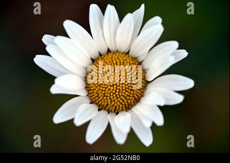Gros plan d'une belle fleur de Marguerite ouvrante Banque D'Images