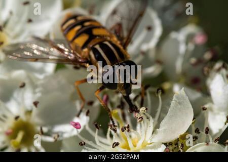 Gros plan, tête sur le détail d'une mouche volent de couleur vive (Syrphus ribesii) se nourrissant sur des fleurs de BlackBerry (Rubus fruticosus) en été - montrant la bouche P Banque D'Images