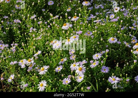 Michaelmas Daisies Banque D'Images