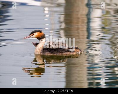 Grand grebe à crête, Podiceps cristatus, poussin porté sur le dos de l'adulte, pays-Bas Banque D'Images