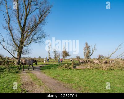 Paître des koniks et des personnes marchant dans la réserve naturelle Oostvaardersplassen, Flevoland, pays-Bas Banque D'Images