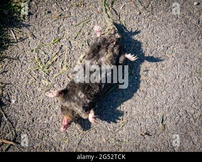 Taupe commun, Talpa europaea, couché sur le dos sur l'asphalte, mort, victime de la circulation routière Banque D'Images