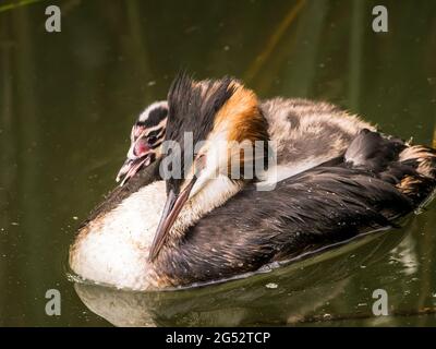 Grand grebe à crête, Podiceps cristatus, jeune porté sur le dos de l'adulte, pays-Bas Banque D'Images